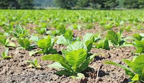 Tabakpflanzen jung Feld